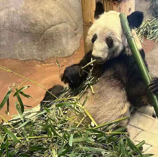 大熊猫“丫丫”回国最新进展：在上海检疫后将被北京动物园接回